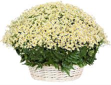 Цветочная композиция из Ромашки в корзине #REPLACE_PRED# Жирекене